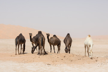 Portrait of camels in the desert.