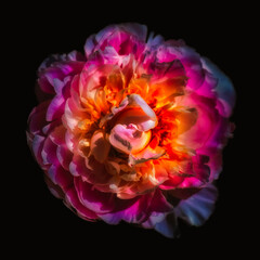 surrealistic vibrantly glowing sunlit peony blossom, black background, outdoor colorful floral top...