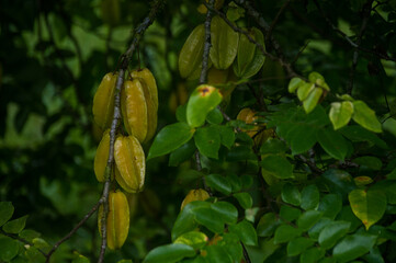 fruit name carambola in color yellow of format levelings still in the tree