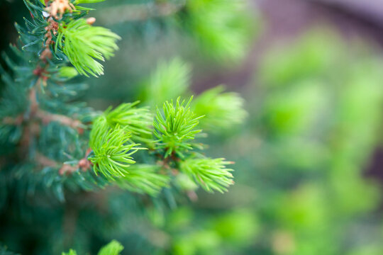 Spruce buds
