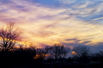 Sandhill Cranes Migrating Across Colorful Sunset in Nature