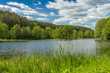 Spring landscape, Lake among the greenery