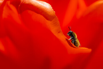 Honeybee Sitting on Red Tulip Petal During Blossoming Period.Horizontal Image