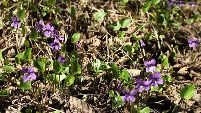 violets spring primrose in forest Camera motion