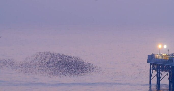 View of a big flock of starlings over the sea by Brighton pier at sunset