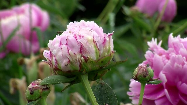 Eine mit Wassertropfen geschm&uuml;ckte hellrosa Pfingstrose bewegt sich im Wind