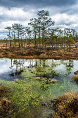 Breath of the swamp. Beautiful swamp. A wonderful walk in nature.