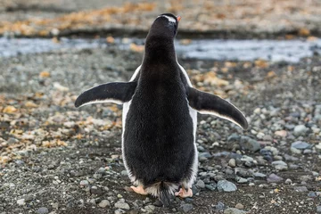 Poster De pinguïn vertrekt. © polyarnik