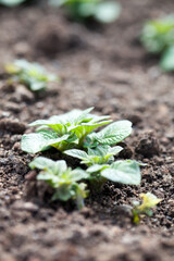 Growing potatoes