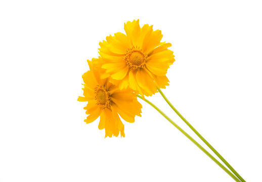 Yellow flower coreopsis isolated