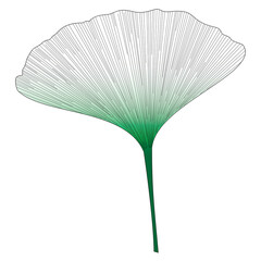 Botanical series Elegant Single Ginkgo leaf in sketch style in green gradient , black and white on white background 
