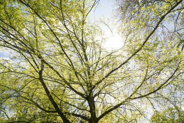 Fototapeta premium the sun is shining through a tree in spring