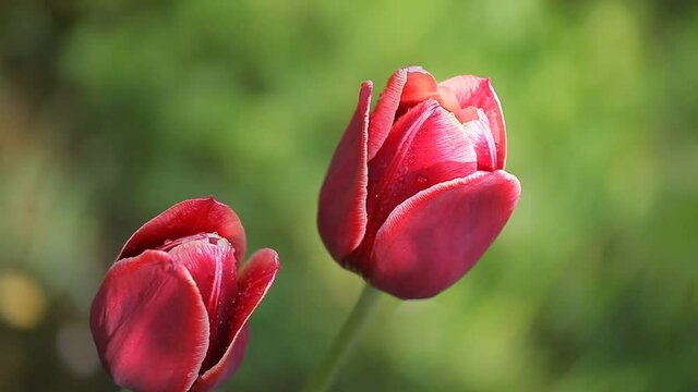 Two beautiful dark red flowers