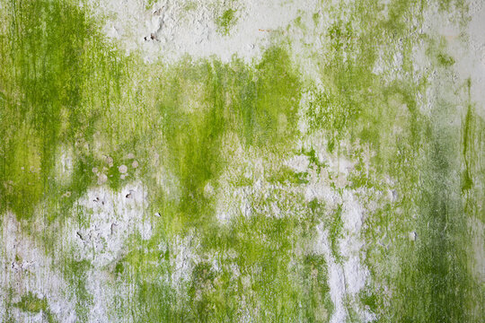 peeling paint pattern on mossy concrete wall texture