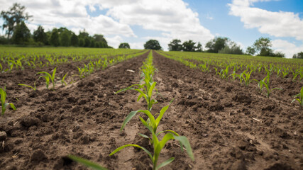 Fototapeta na wymiar close up of young corn plants in the field on a sunny day