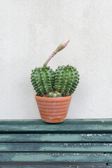 Kaktus im Hochformat vor besser Hauswand 