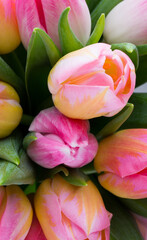 Tulip, flowers on the grey background.