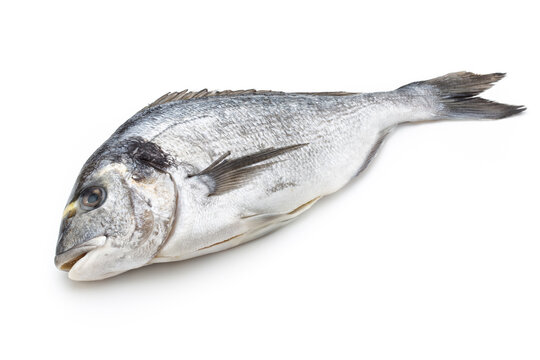 Fresh bream sea isolated on white background.