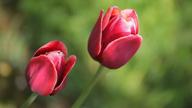 Two beautiful dark red flowers
