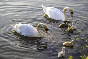 Schwäne mit Nachwuchs im Sonnenaufgang