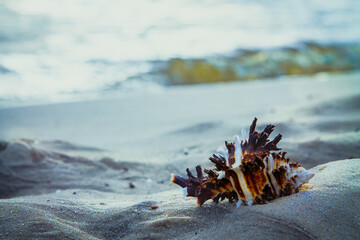 Seashell on the sandy beach