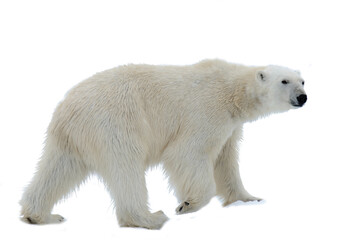 Polar bear isolated on white