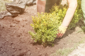 gardener plants a Bush of boxwood