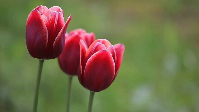 Three red spring flowers on a green