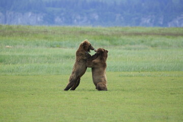 Fight between grizzly bear