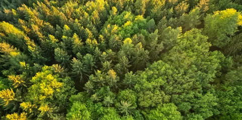 Schilderijen op glas Aerial view of spruce forest © Jag_cz
