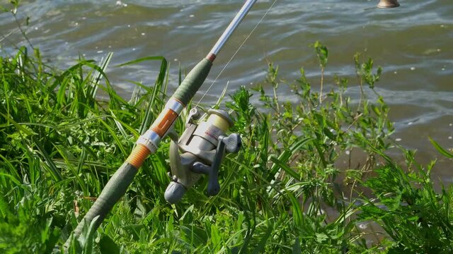 The surface of smooth water between the reeds,fishing rod, fishing, 4K.