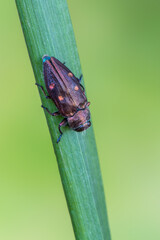 Buprestidae - Chrysobothris affinis