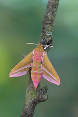 Obraz premium elephant hawk-moth - Deilephila elpenor