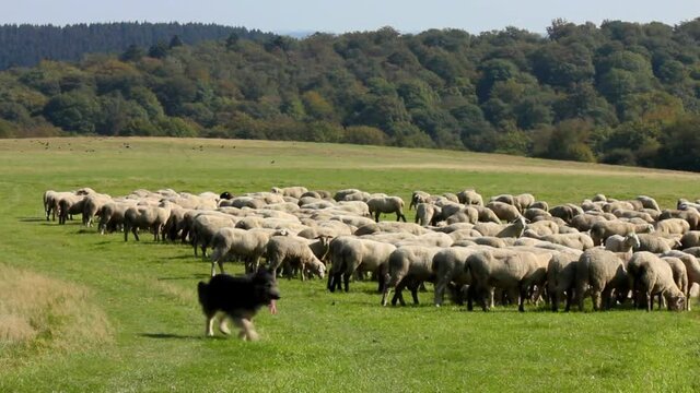 Flock Of Sheep With Running German Shepherd