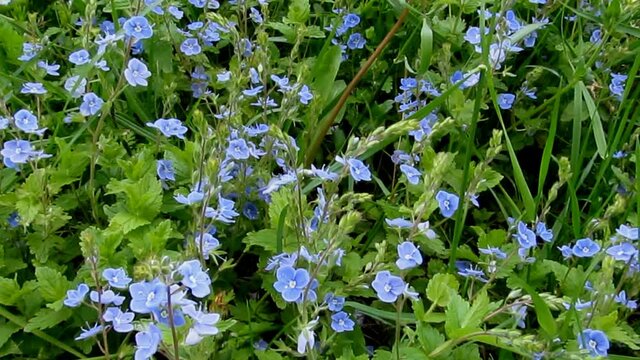 The wind blows on the little blue meadow flowers Veronica chamaedrys among the green grass-52s. Spring summer outdoor video of the Beautiful natural floral background without sound that can be looped