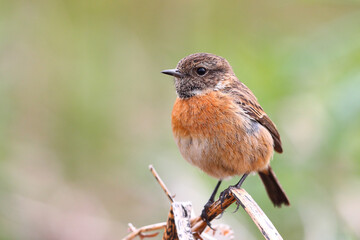Fototapeta premium Stonechat