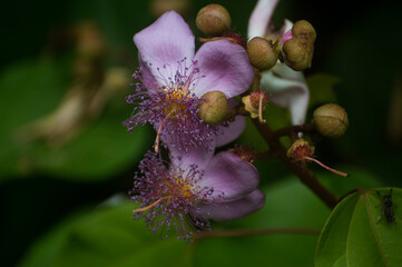 flowers in the color rose with the central part in the color yellow and surrounded by buttons still without open in ball format