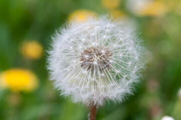Fototapeta premium Одуванчик
