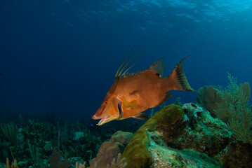 A hogfish swimming in the deep clear blue water of the Caribbean in Grand Cayman. The reef fish is in his natuaral habitat 