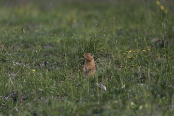 Squirrel  Alaska