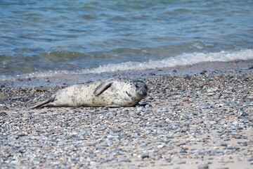 Fototapeta na wymiar Young baby grey seal on shore of north sea in scandinavia playing an lying on the pebble beach in sunny spring day. The grey seal Halichoerus grypus is found on both shores of the North Atlantic Ocean