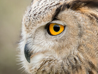 Fototapeta premium Close up portrait of an eagle owl (Bubo bubo) with yellow eyes