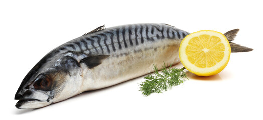atlantic mackerel fish isolated on white background