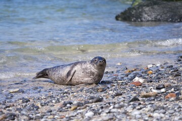 Young grey seal on shore of north sea in scandinavia playing an lying on the pebble beach in sunny spring day. The grey seal Halichoerus grypus is found on both shores of the North Atlantic Ocean. 
