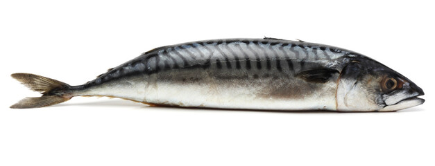 atlantic mackerel fish isolated on white background