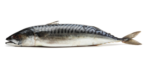 atlantic mackerel fish isolated on white background