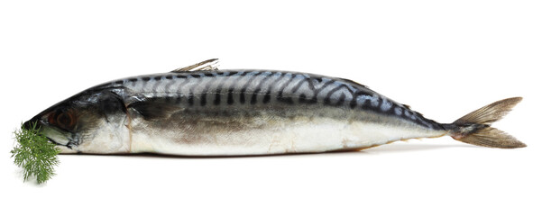 atlantic mackerel fish isolated on white background