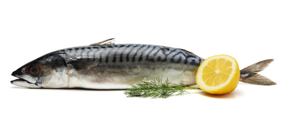 atlantic mackerel fish isolated on white background