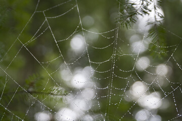 Rain drops decorating a spider web. Isolated on a blurry background.