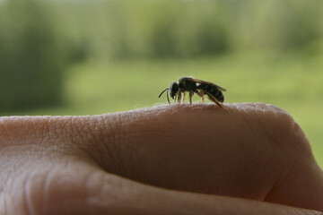 Tiny bee resting on a finger. Isolated on a green blurry background.